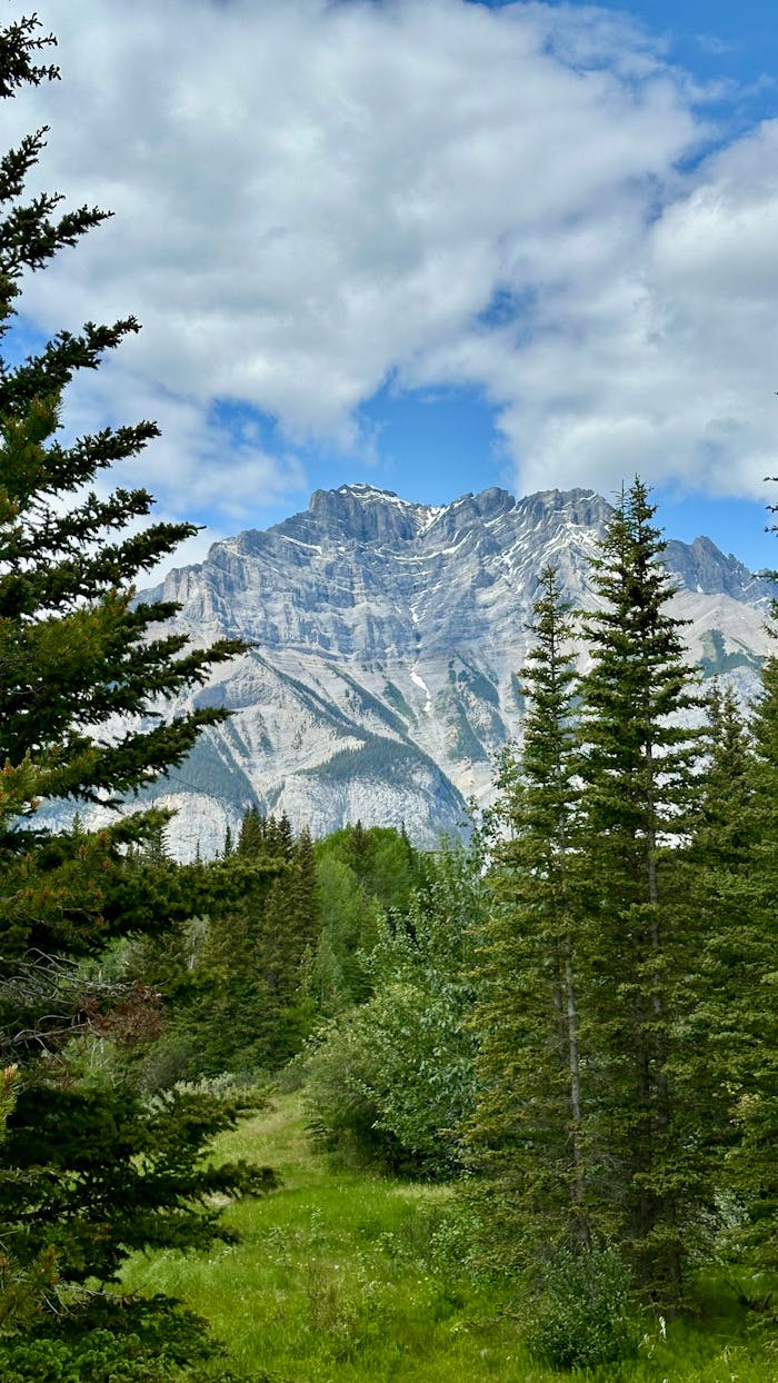 gallery-05 Breathtaking view of a rugged mountain with lush evergreen trees under a clear sky.