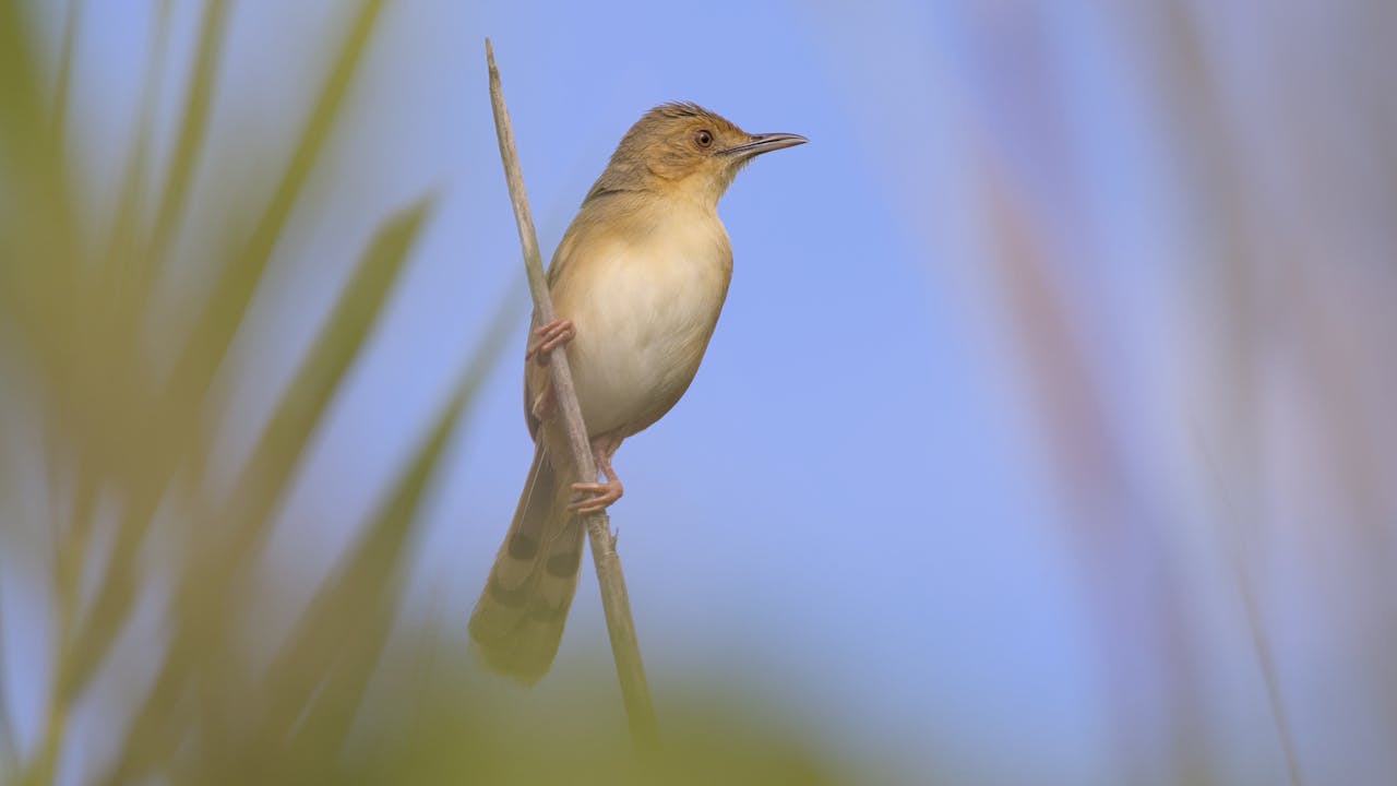 our-story Red-faced cisticola (Cisticola erythrops) in the reeds of the dry river bed at Raptors View Wildlife Estate, Limpopo Province, South Africa