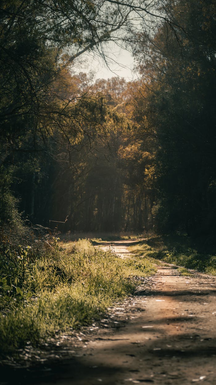 gallery-04 A tranquil forest path in Mar del Plata, illuminated by warm sunlight through dense trees.