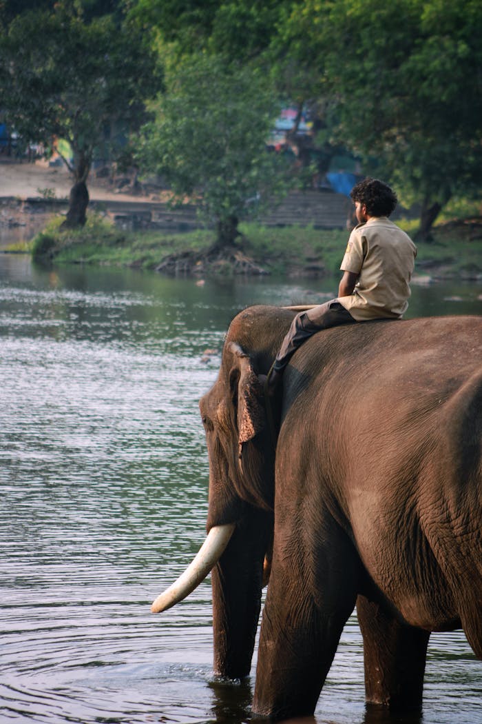 gallery-01 man-riding-elephant-by-a-tranquil-riverbank-32608065